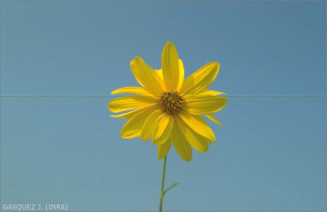 Helianthus tuberosus L