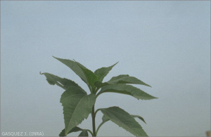 Helianthus tuberosus L3