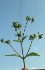 Siegesbeckia orientalis L.