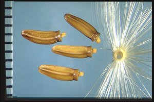Tyrimnus leucographus