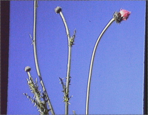 Tyrimnus leucographus