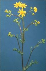 Senecio leucanthemifolius subsp. vernalis
