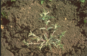 Carlina racemosa