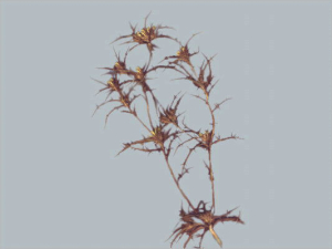 Carlina racemosa