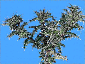 Carlina corymbosa