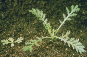 Anthemis austriaca