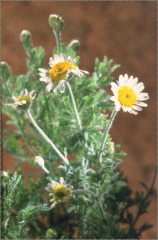 Anthemis austriaca