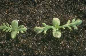 Anthemis ruthenica