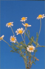 Anthemis ruthenica