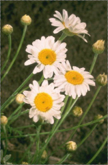 Anthemis ruthenica