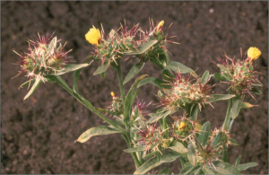 Centaurea melitensis