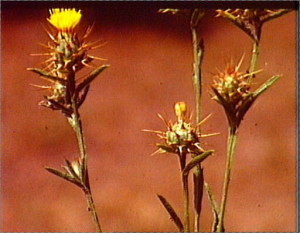 Centaurea melitensis