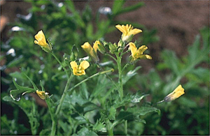 Diplotaxis catholica