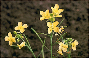 Diplotaxis catholica
