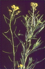 Erysimum cheiranthoides