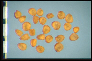 Cerastium semidecandrum