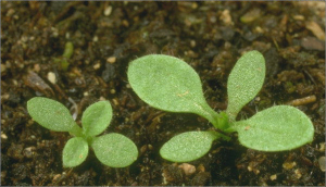  Cerastium semidecandrum