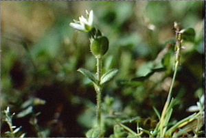 Cerastium semidecandrum