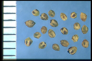 Corrigiola litoralis