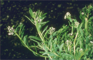 Corrigiola litoralis