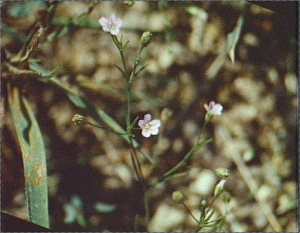 Gypsophila muralis