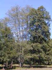 inrae_phyto_aulne4