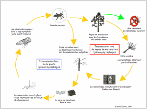 cycle_bio_nematode