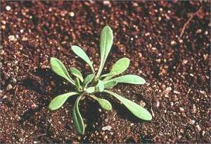 Holosteum umbellatum