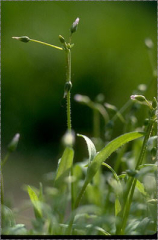 Holosteum umbellatum