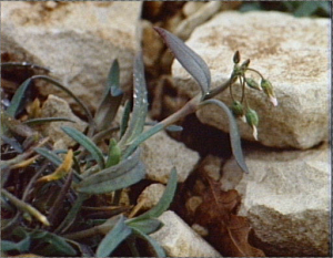 Holosteum umbellatum