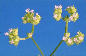 Polycarpon tetraphyllum 