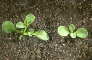 Polycarpon tetraphyllum