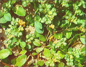 Polycarpon tetraphyllum