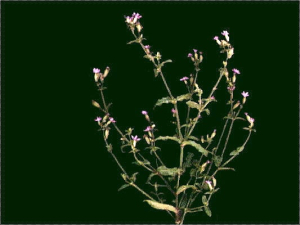 Silene fuscata