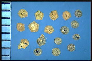 Chenopodium ficifolium