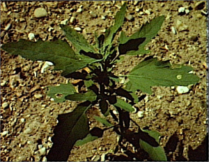 Chenopodium ficifolium