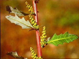 Chenopodium glaucum