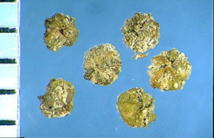 Chenopodium opulifolium