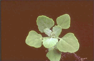 Chenopodium opulifolium