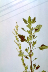 Chenopodium opulifolium