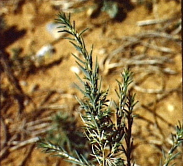 Polycnemum arvense