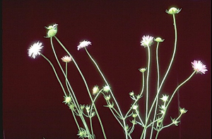 Knautia integrifolia