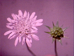 Knautia integrifolia