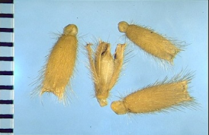 Knautia integrifolia