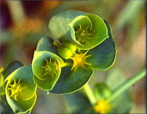 Euphorbia segetalis