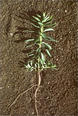 Euphorbia segetalis