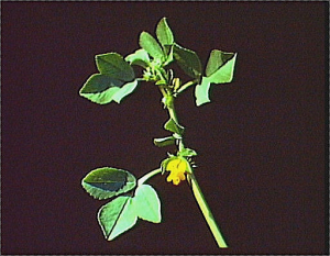 Medicago rigidula