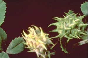 Medicago truncatula
