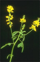 Melilotus segetalis
