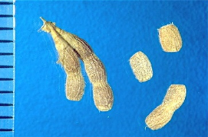 Ornithopus perpusillus